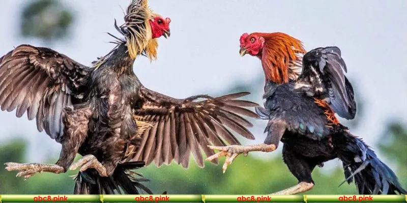 Bí mật mẹo chơi đá gà hay