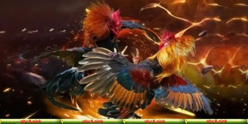 Tìm hiểu cược đá gà